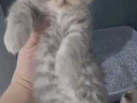 British ve scottish fold kardeşler teslime hazır