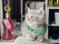 British Shorthair Blue Golden Yavrular