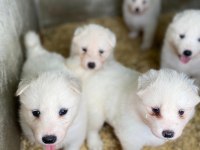 Orjinal samoyed