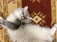 British Longhair Kedimiz