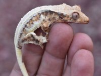 SUPER KALİTE CRESTED GECKOLARIMIZ