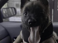 Belçika Kurdu Köpeğimiz İçin Ulaşın