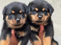 Rottweiler Köpeği Yavrumuz