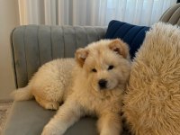 A kalite chow chow bebekler