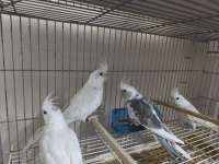 Yavru sultan papağanı 4 aylık