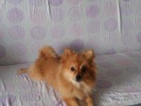 Dişi Pomeranian
