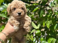 Maltipoo yavrum 55 günlük