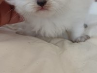 Anne Sütünden Kesilmek Üzere İran Kedisi (Persian)