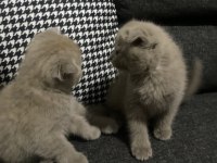 Lilac scottish fold yavrular