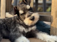 Miniature Schnauzer Black and Silver (FCI Pedigree)