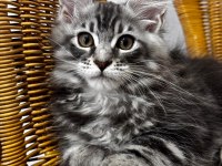 MAİNE COON DEV YAVRU KEDİLER UYGUN A VERİYORUM