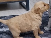 kendi golden retriever yavrumuz