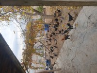 Yumurtlayan köy tavukları