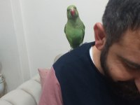 Pakistan papağanı