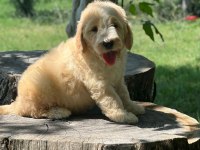 Labradoodle Dişi / Erkek 2 Aylık