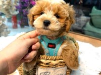 Üst vasıf maltipoo bebekler
