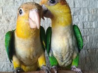 PORTAKAL KAFA CAİQUE BEBEK PAPAĞANLAR