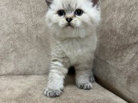 Safkan british shorthair AYI SURAT TOP KAFA bebişimiz