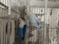 Cennet sevda papağanları mevcuttur