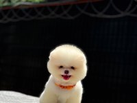 SAĞLIK VE IRK GARANTİLİ POMERANİAN KÖPEKLER