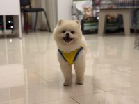 Pomeranian Boo 9 Aylık En İyisi
