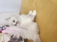 Erkek british longhair 2 aylık