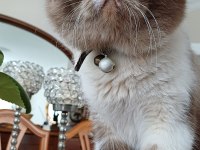 2 yaşında exotic shorthair