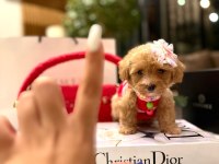 En güzel orjinal teacup yavrular maltipoo