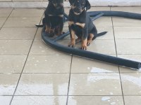 Rottweiler yavruları