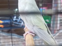 Yavru reninbo ve yumurtalı takımlar