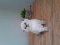 Çok tatlı sevimli scottish fold bebeklerimiz