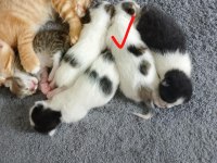 Birbirinden güzel ve yakışıklı tekir kediler