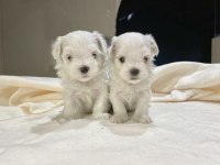 HİPOALERJENİK MALTESE YAVRULAR