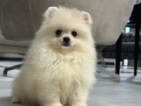 Birbirinden Güzel Pomeranian Yavrular
