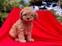 Orjinal Toy Poodle Yavrularımız