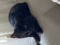 British shorthair kızım kendisini yeni yuvasını arıyor