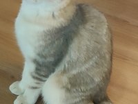 Safkan British Shorthair