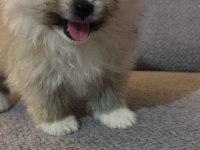 Pomeranian Boo Erkek Ve Dişi Yavrularım
