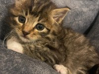 4 TANE YAVRU KEDİYE ACİL YUVA ARIYORUZ