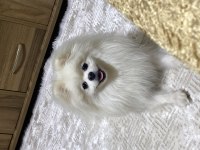 8 Aylık erkek pomeranian güzellik