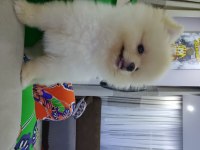 Oyuncu akıllı tatlı pomeranian kızım