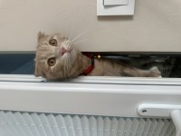 Ücretsiz sahiplendirilecek scottish fold