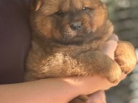 Chow chow yavru köpeğimiz