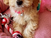 Güzel kızımız KAJU MALTİPOO