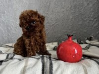 Teacup kore toy poodle bebekler