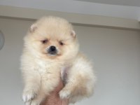 Pomeranian boo yavrularımız