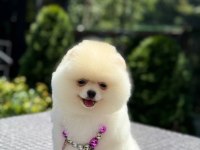 Yavru Pomeranian Boolarımız