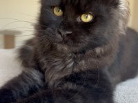 Her ile bizzat teslim xxl maine coon yavruları