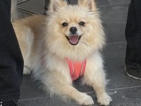 Köpeğimin aşıları tamdır