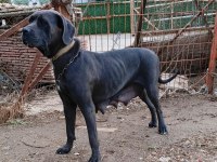 A KALİTE CANE CORSO